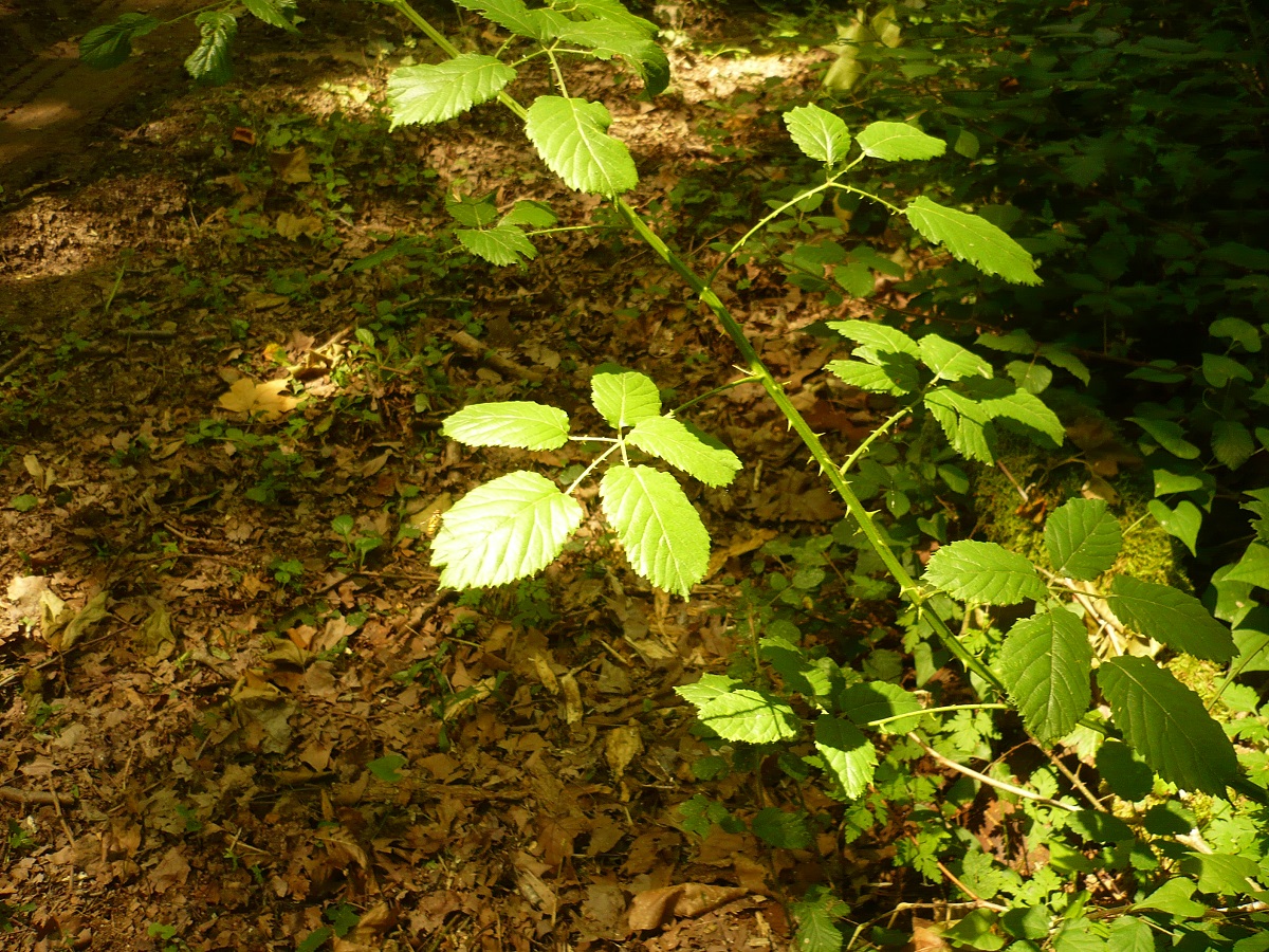 Rubus silvaticus (Rosaceae)